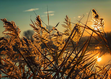 Sun in to the cane field