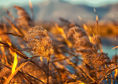 Cane field