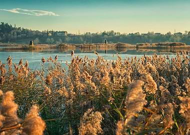 The lake over the cane