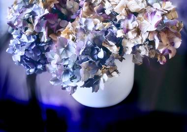 DRIED HYDRANGEAS