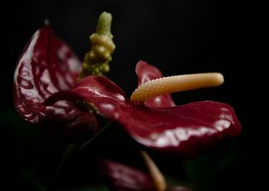 Flowers Anthurium