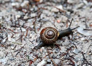 Brown Snail