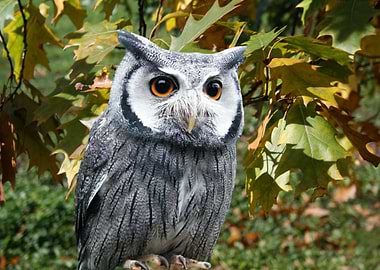 Owl and autumn leaves