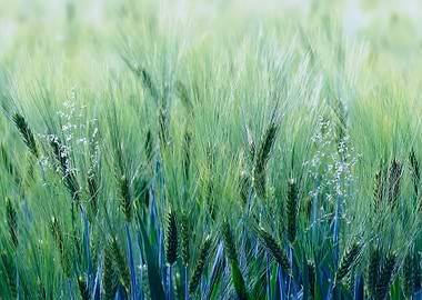 Barley and flowering grass alienated into a bluish col ...