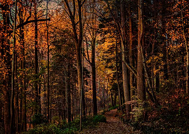 Autumn Woodland Trail
