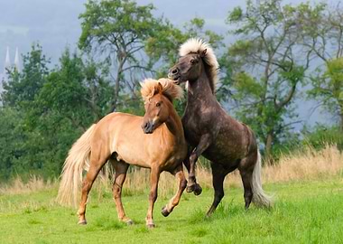 Icelandic horses playing and rearing