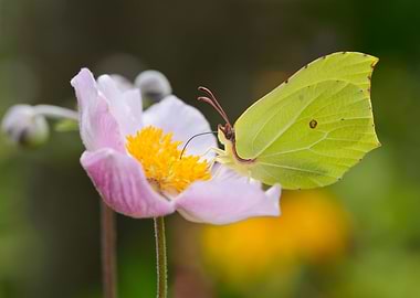 Brimstone butterfly on a flowering japanese anemone