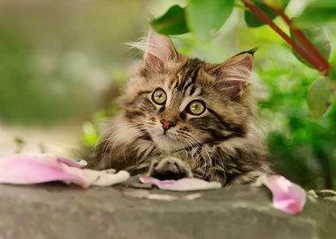 Cute Maine Coon kitten resting in a garden