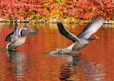 Greylag geese starting to fly, autumnal atmosphere is m ...