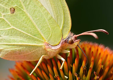 Eye of a Brimstone butterfly