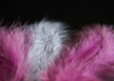 Feathers purple white