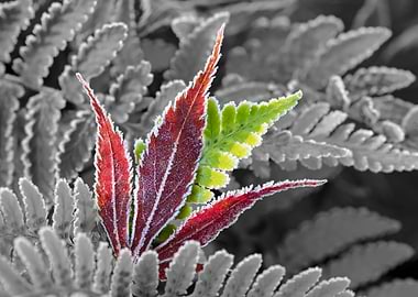 Colored leaf of a Japanese Maple with ferm, partial col ...