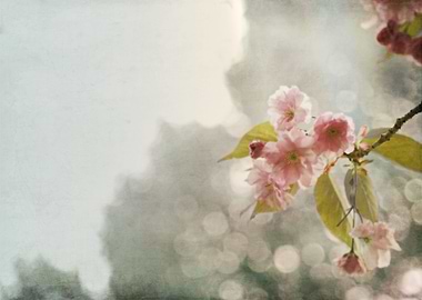 Pink and Gray Twilight in an Austrian Garden