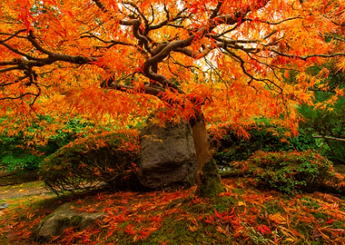 Fiery Japanese Maple Fall