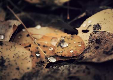 Autumn Dew