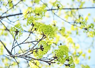 I found these chartreuse green yellow blossoms on a tre ...