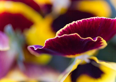 violet in the garden