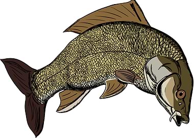 Carp illustartion