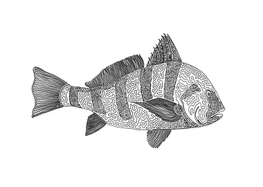 black drum, one liner The line starts in its eye and e ...