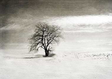 Lone Tree in Winter