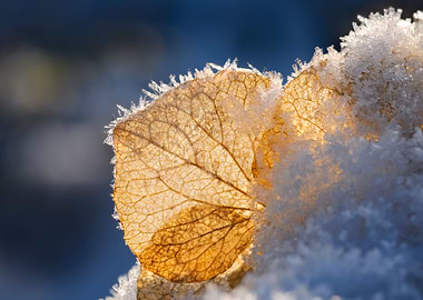 Hoar frost on a faded Hydrangea flower petal close up o ...