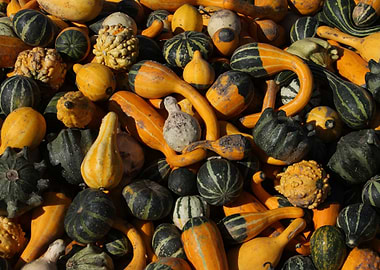 Gourds