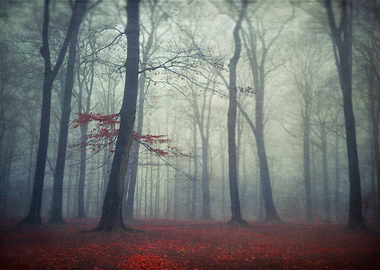 Beech tree forest in fog