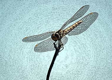 Dragonfly