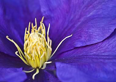 In a Centre of Flower