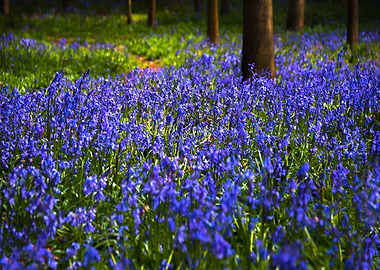 Blue Bells