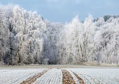 White enchanted forest, trees were powdered with hoar f ...