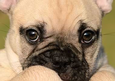 Eyes of a cute French Bulldog puppy, a puppy-eyed fawn ...