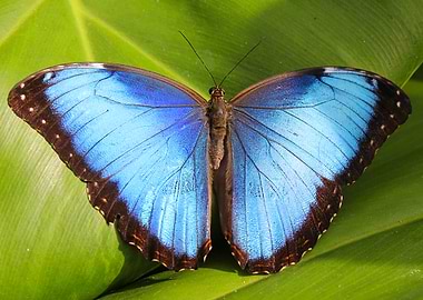 Blue Butterfly