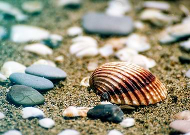 Shell and stones