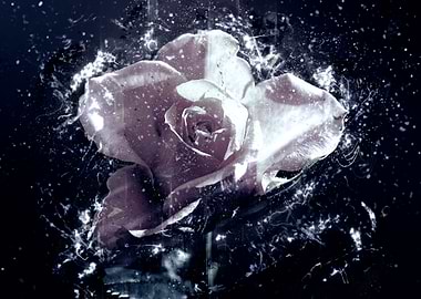 Blue night rose