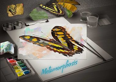 Metamorphosis