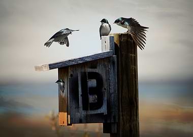 Tree Swallows