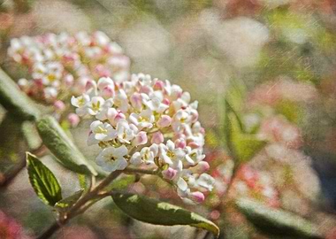 Pink and White Woodland Flowers with French Script
