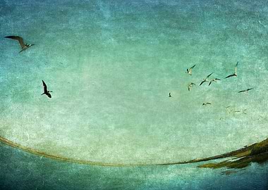 Fisheye lens, distorted view of Black Skimmers flying o ...