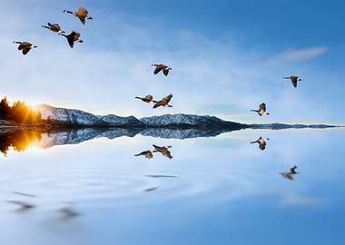 Taken in winter in Lake Tahoe, a flock of Canada Geese ...