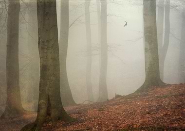 ambience - beech tree forest on a misty November mornin ...