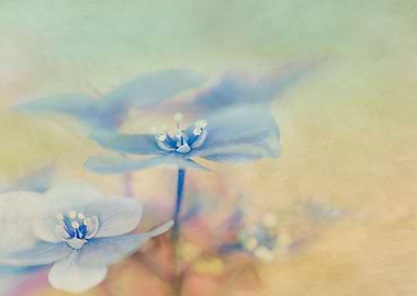 Painterly Blue Hydrangea , painterly