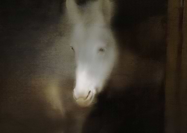 WHITE PONY PORTRAIT