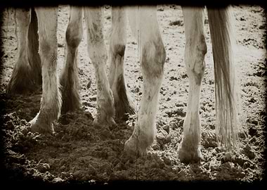 HORSES LEGS