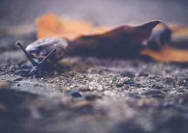 Snail