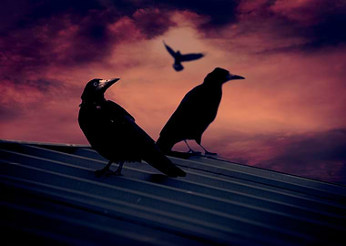 Crows On The Roof