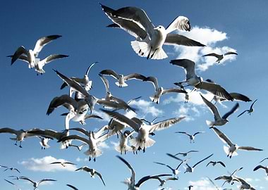 Seagulls