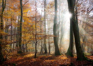 Sun rays in a mystic misty forest, beeches in golden au ...