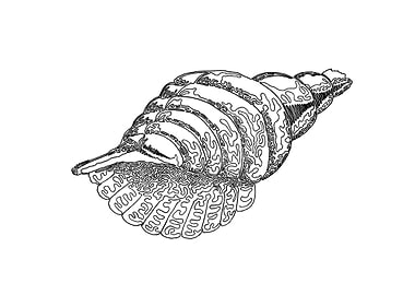 Seashell. One line drawing. The line starts in the cen ...