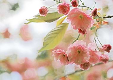 Pink and Green Pastel Flowers